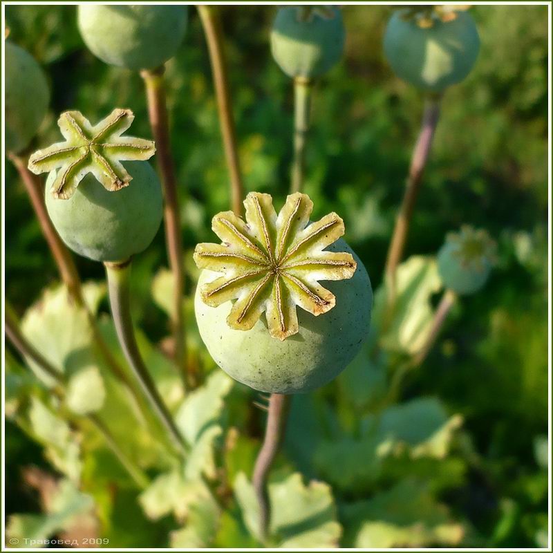 Изображение особи Papaver somniferum.