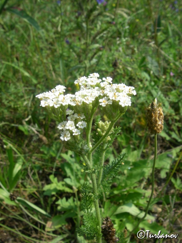 Изображение особи род Achillea.