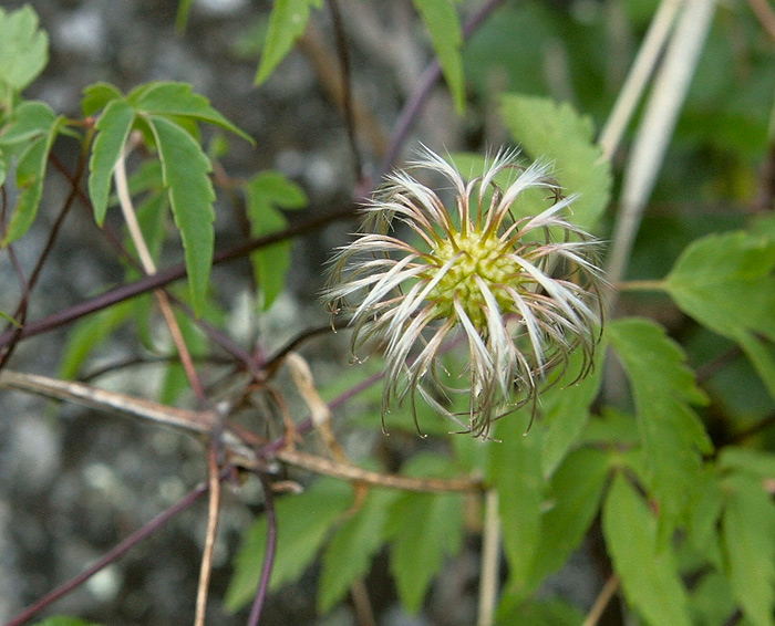 Image of Atragene sibirica specimen.