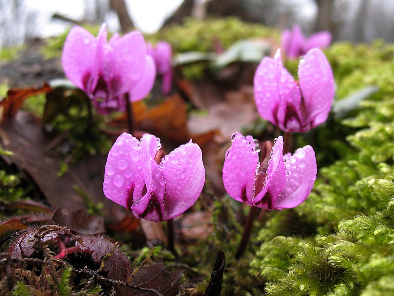 Image of Cyclamen elegans specimen.