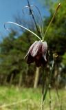 Fritillaria ruthenica