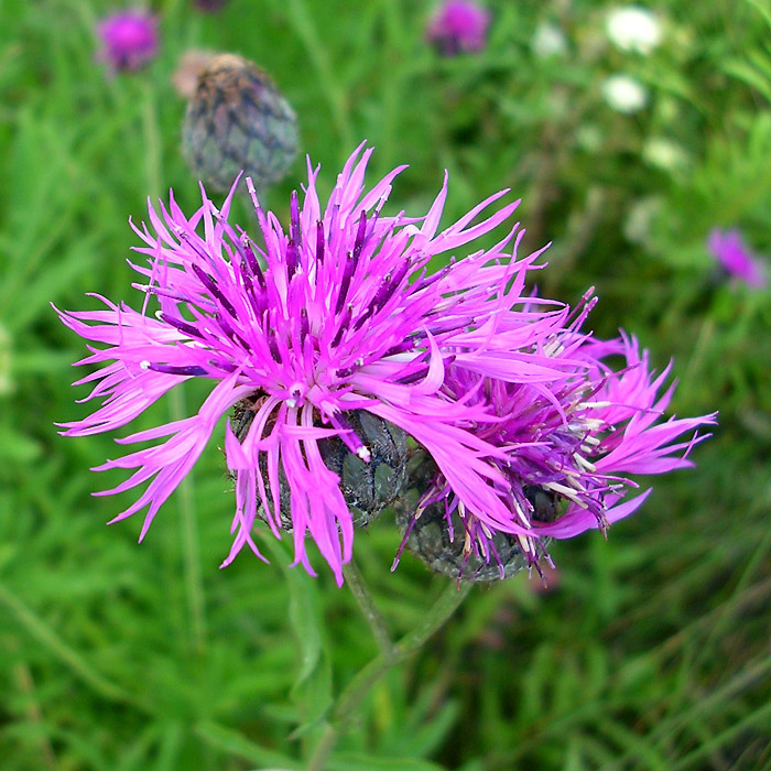 Image of Centaurea scabiosa specimen.