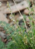 Artemisia lagocephala