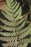 Polystichum setiferum