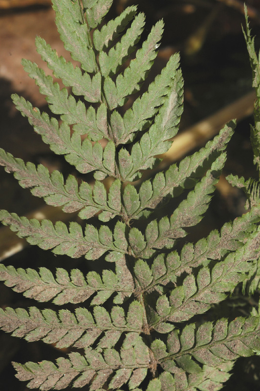 Image of Polystichum setiferum specimen.