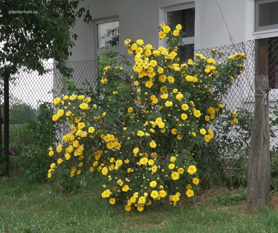Image of Rosa foetida var. persiana specimen.