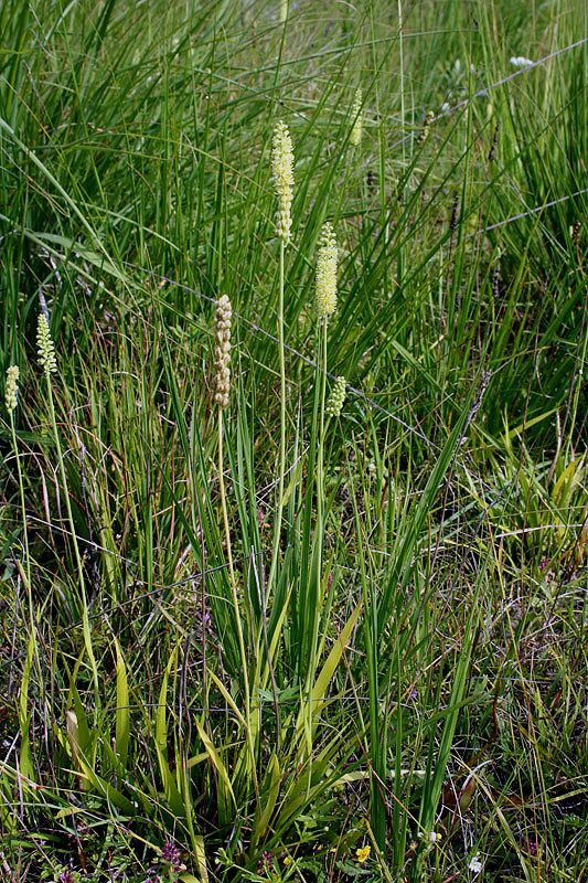 Изображение особи Tofieldia calyculata.