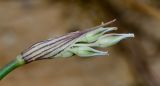 Allium desertorum