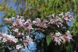 Kolkwitzia amabilis