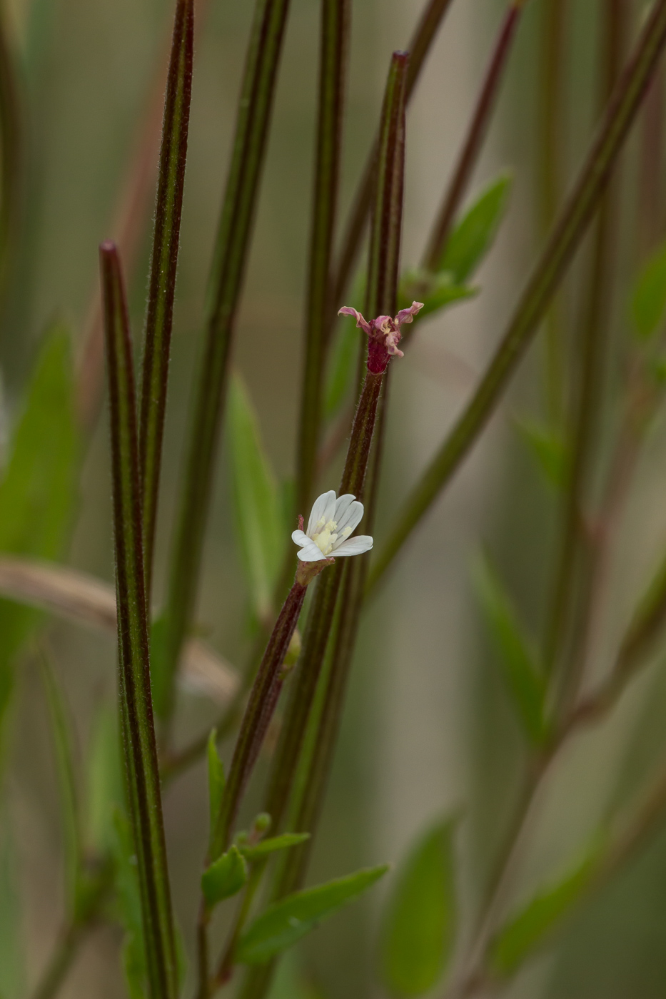 Изображение особи Epilobium pseudorubescens.