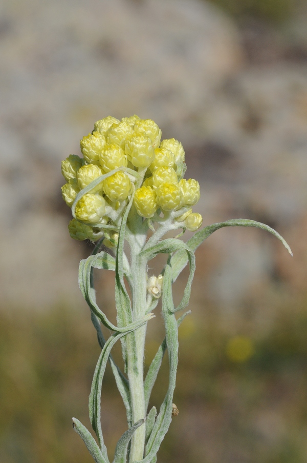 Изображение особи Helichrysum maracandicum.