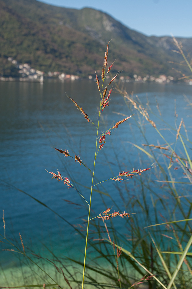 Image of Sorghum halepense specimen.