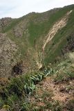 Eremurus regelii. Цветущие растения. Южный Казахстан, горы Алатау (Даубаба), Западное ущелье. 19.05.2014.