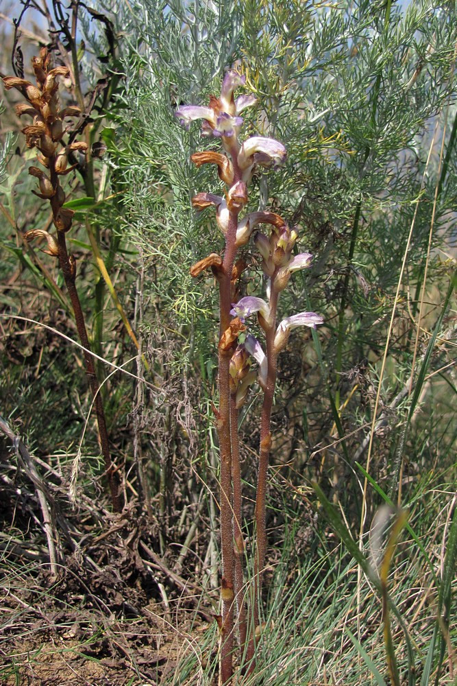 Изображение особи Orobanche cumana.