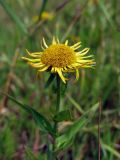 Inula salicina