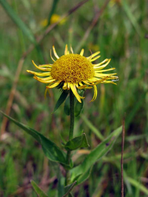 Изображение особи Inula salicina.