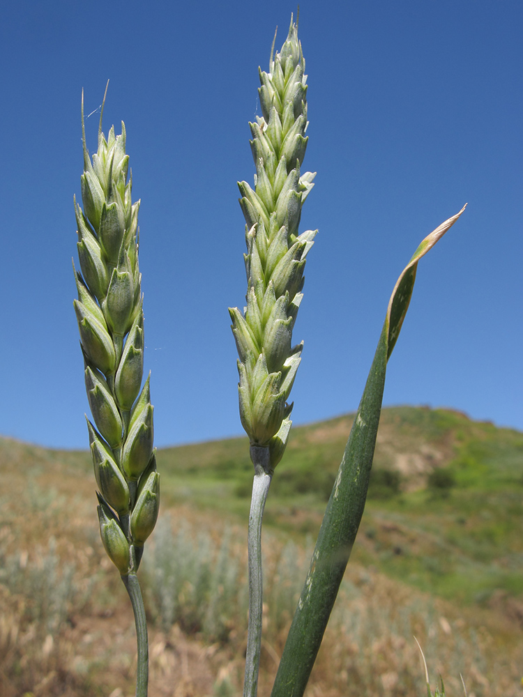 Изображение особи Triticum aestivum.