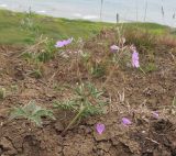 Geranium tuberosum