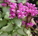 Lamium maculatum. Верхушки цветущих растений. Коми, г. Сыктывкар, городской парк, в культуре. 04.07.2014.