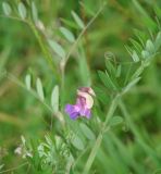 Lathyrus pilosus