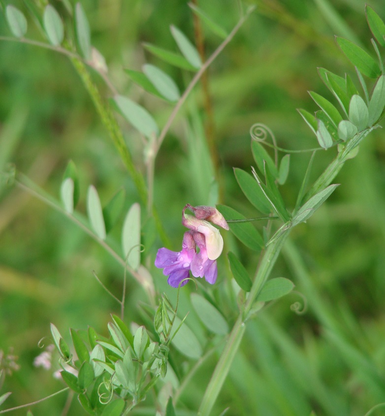 Image of Lathyrus pilosus specimen.