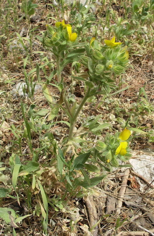 Image of Ononis pubescens specimen.