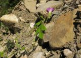 Ipomoea purpurea. Часть цветущего растения. Краснодарский край, Крымский р-н, окр. станицы Неберджаевская, каменистый берег р. Богого. 10.10.2015.