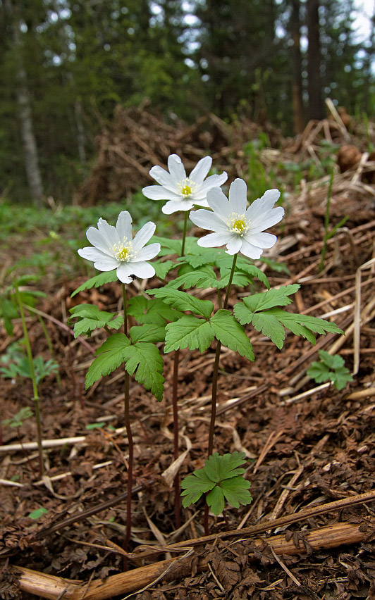 Изображение особи Anemone altaica.