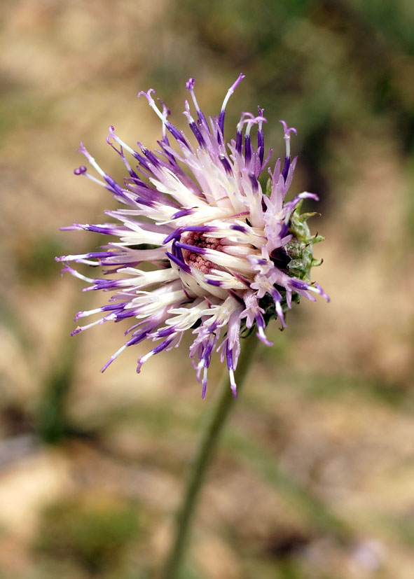 Image of Klasea marginata specimen.