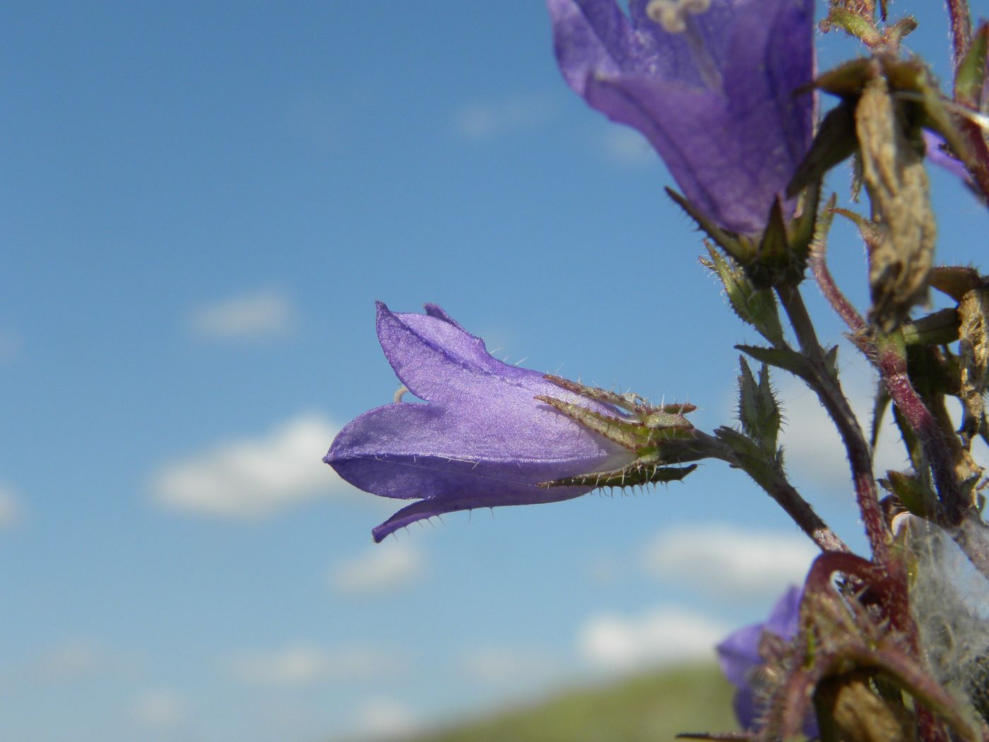 Image of Campanula taurica specimen.