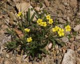 Potentilla