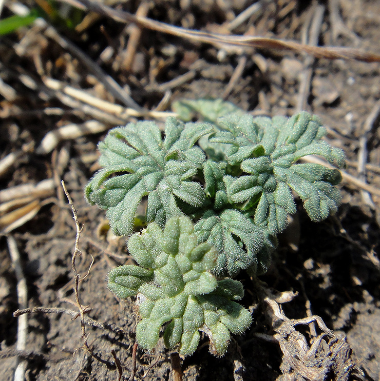 Изображение особи Leonurus deminutus.