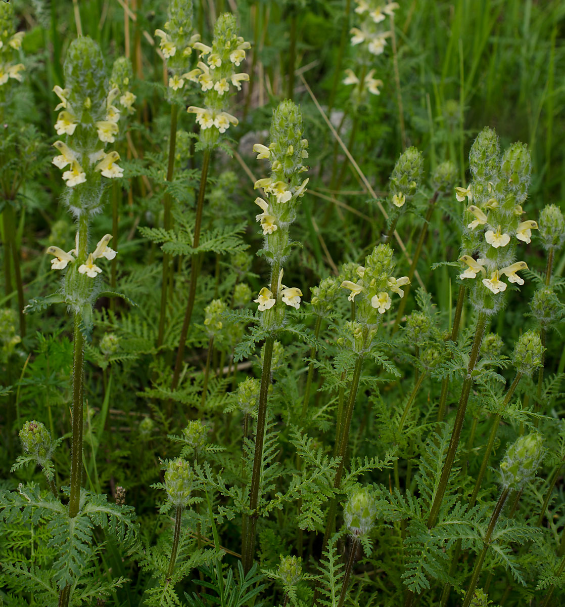 Изображение особи Pedicularis abrotanifolia.