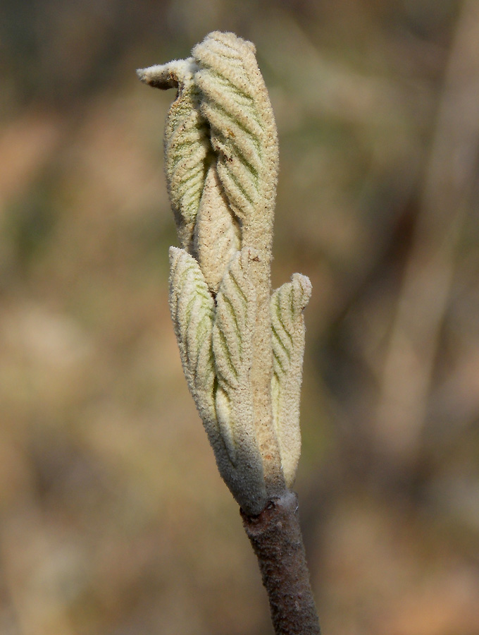 Image of Viburnum lantana specimen.