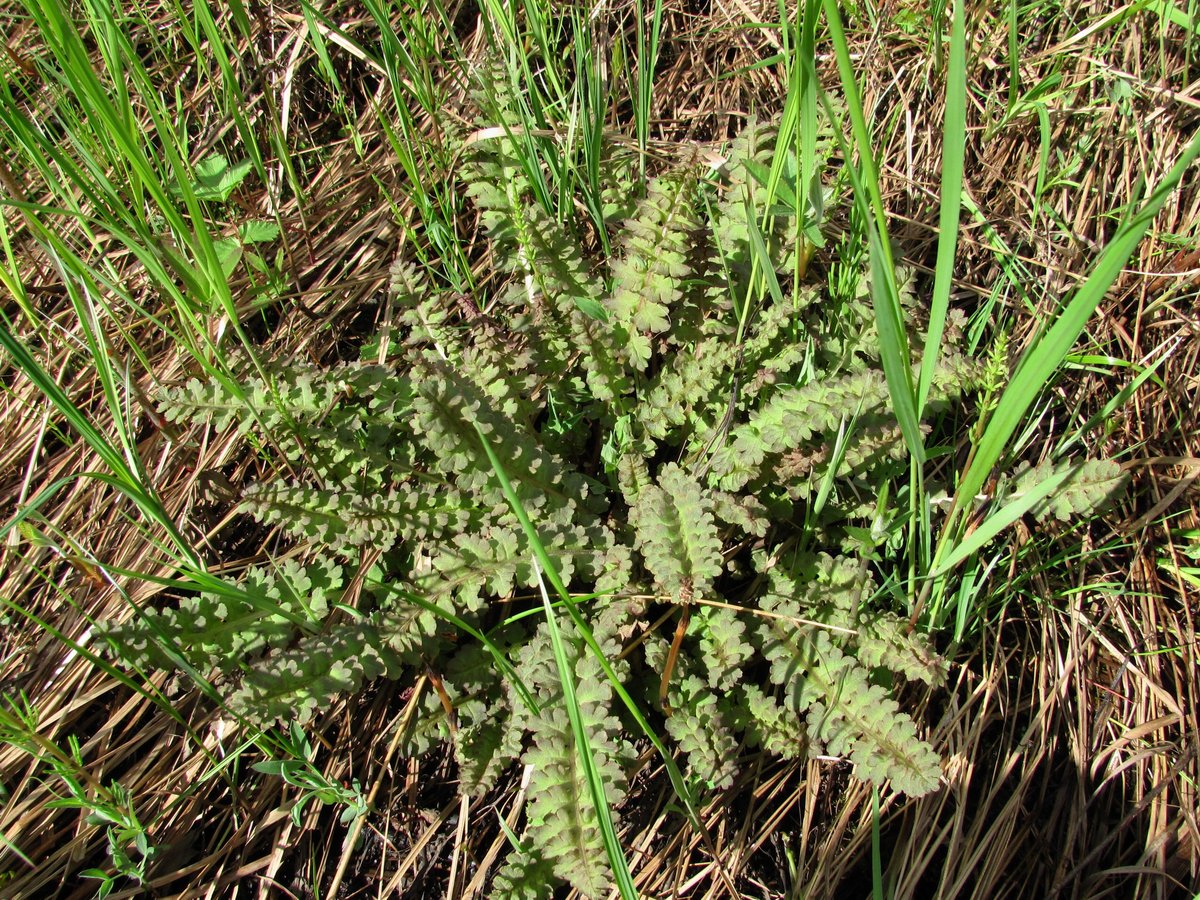 Image of Pedicularis sceptrum-carolinum specimen.
