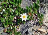 genus Dryas. Цветущее растение. Бурятия, Окинский р-н, перевал Черби, ≈ 2400 м н.у.м., каменистый склон. 10.07.2015.