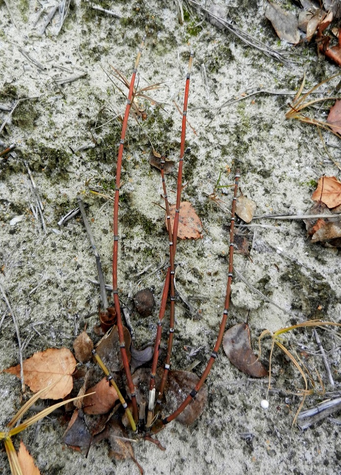 Изображение особи Equisetum hyemale.