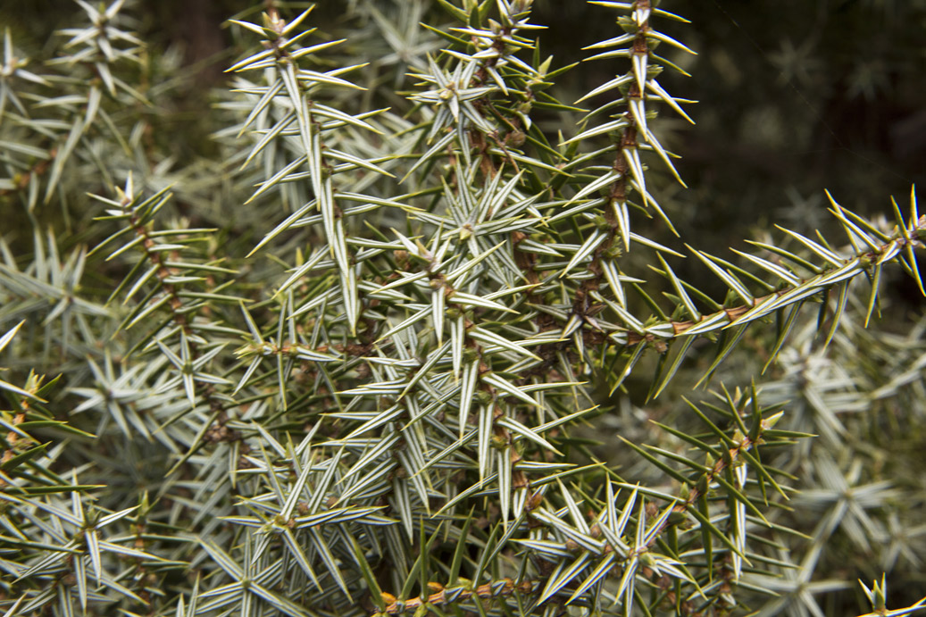 Image of Juniperus oxycedrus ssp. macrocarpa specimen.