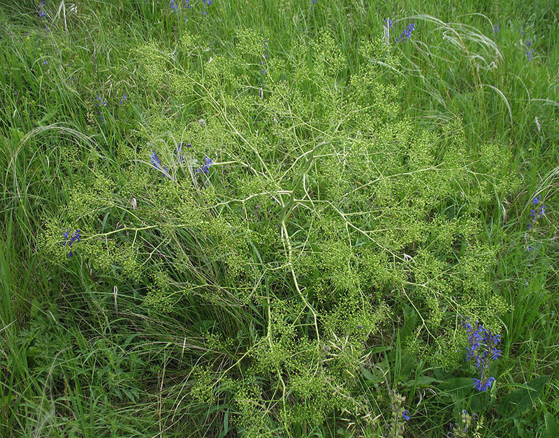 Image of Crambe tataria specimen.