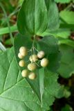 Maianthemum bifolium. Верхушка растения с созревающими плодами. Свердловская обл., окр. г. Североуральск, елово-лиственнично-сосновый лес. 29.07.2015.