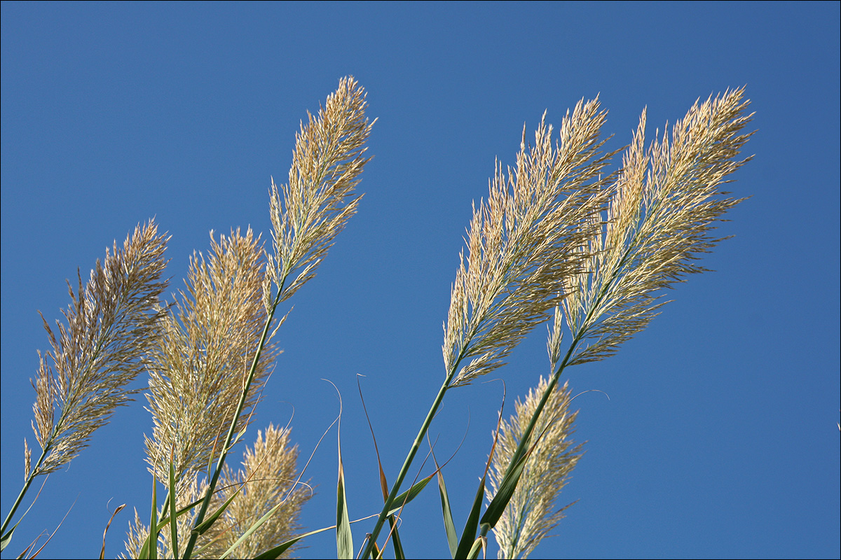 Изображение особи Arundo donax.