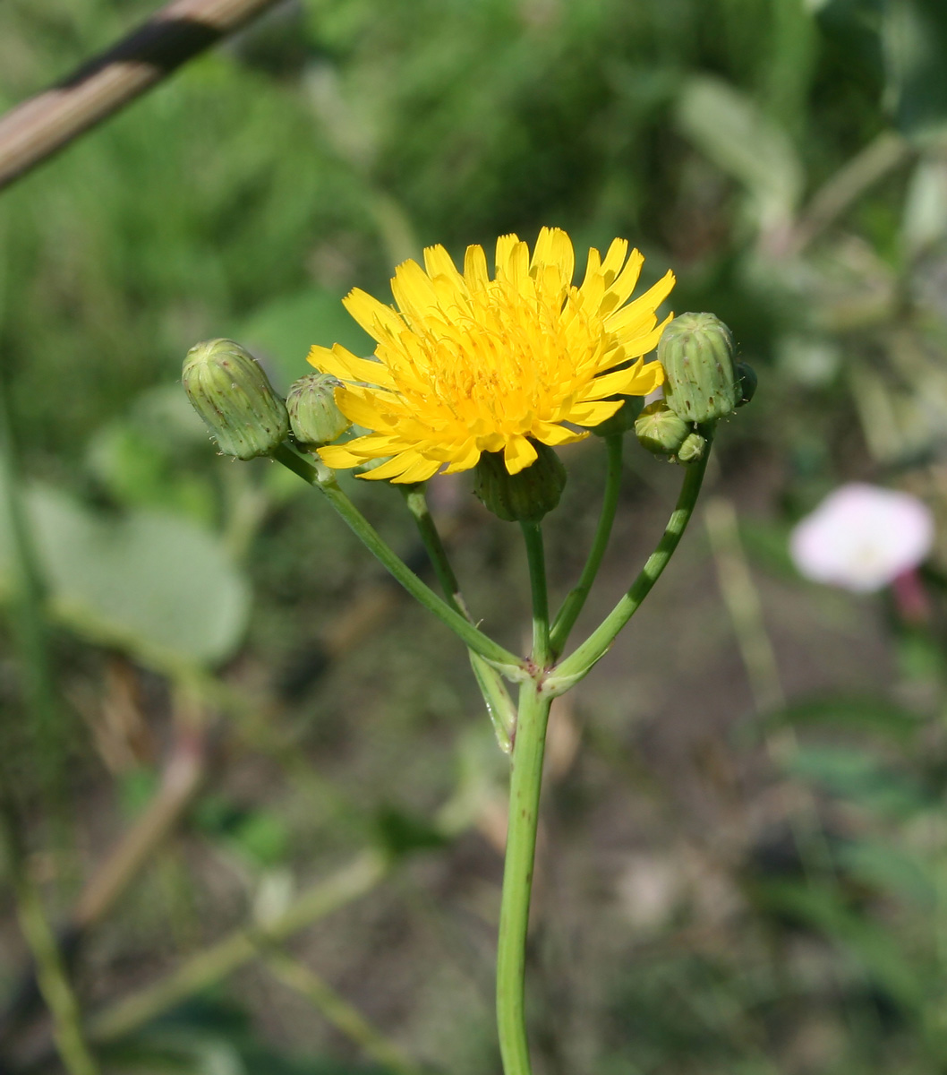 Изображение особи Sonchus arvensis.