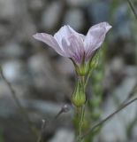 Image of taxon representative. Author is Роланд Цандекидис