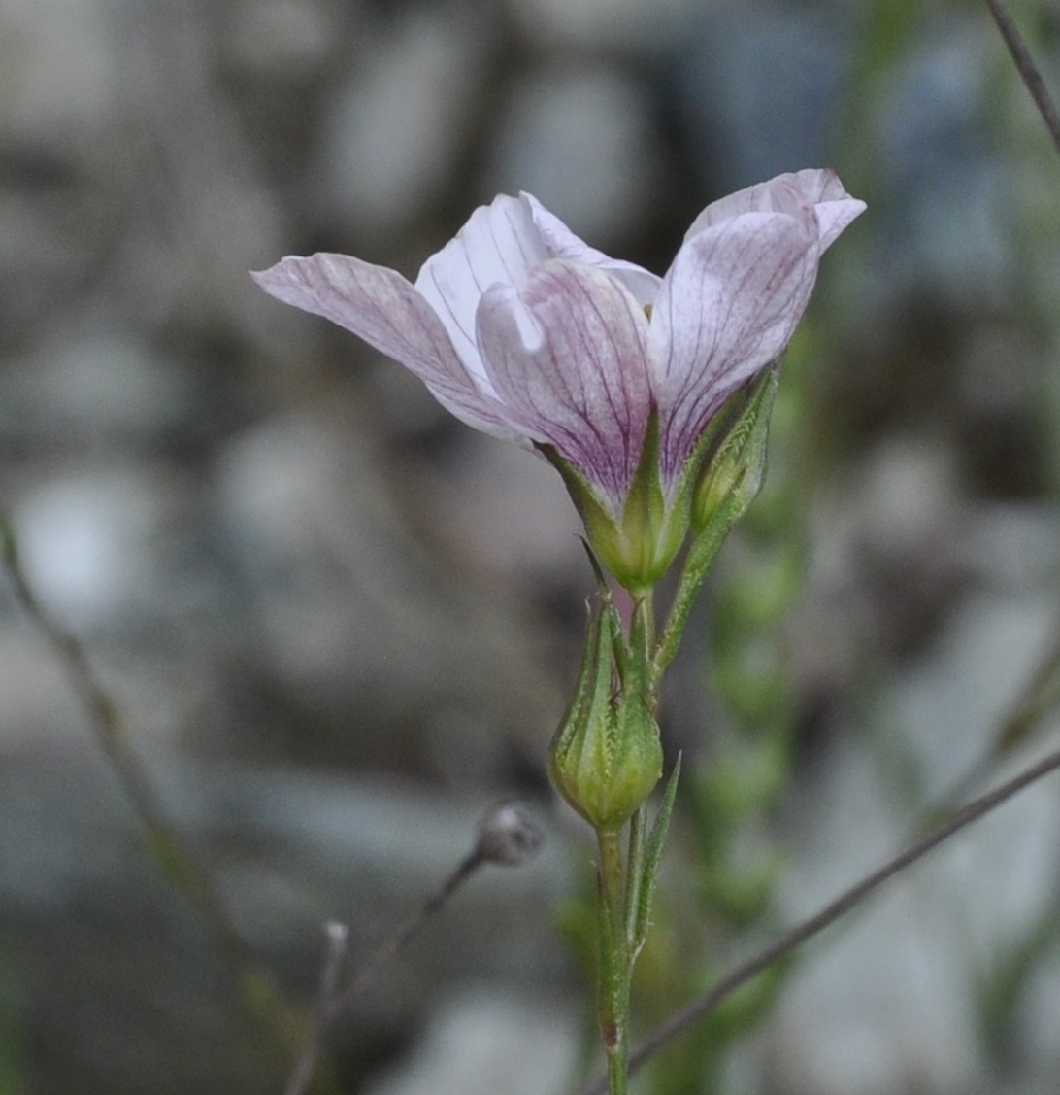 Image of Linum tenuifolium specimen.