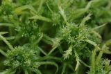 Sphagnum squarrosum. Верхушки вегетирующих растений. Ленинградская обл., Всеволожский р-н, окр. пос. Куйвози, зарастающее осушенное болото. 09.05.2016.