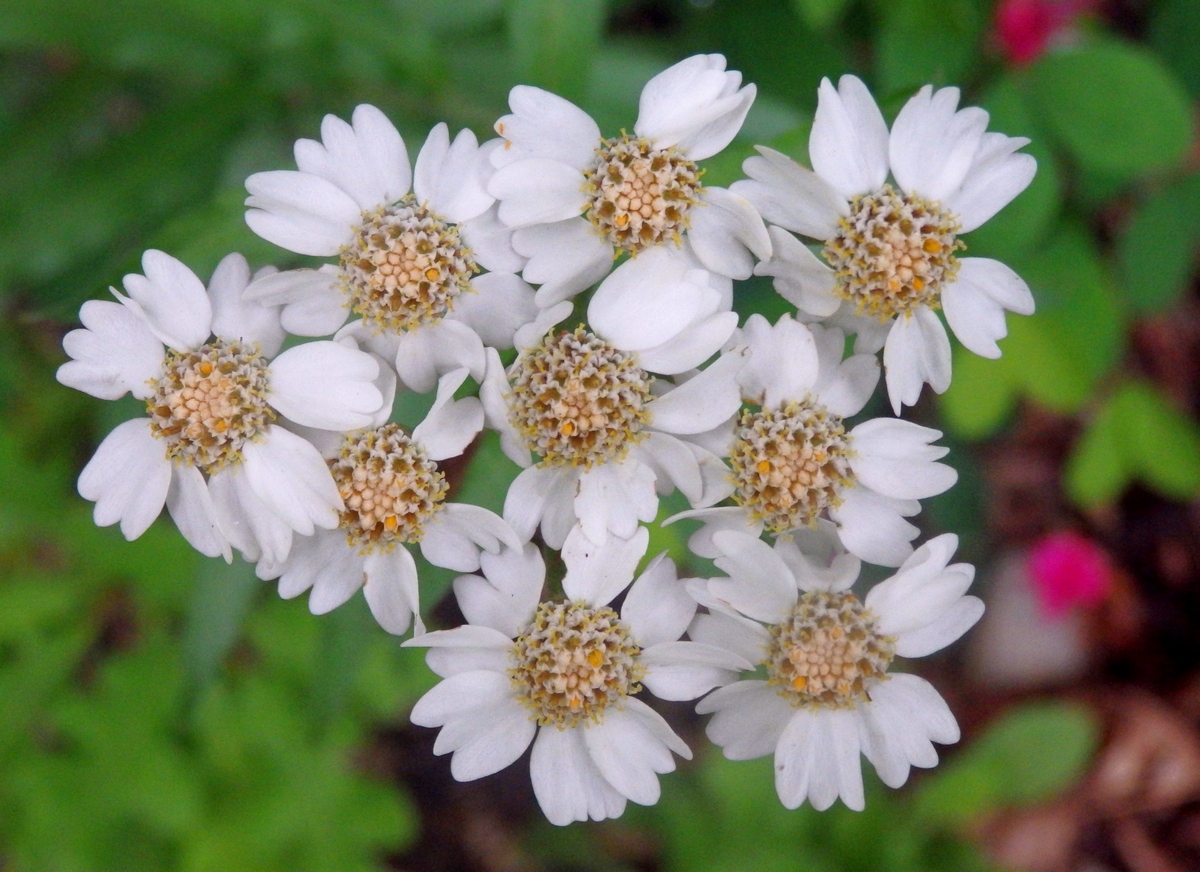 Image of Achillea biserrata specimen.