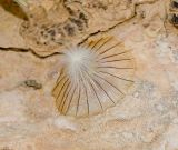 Lomelosia porphyroneura