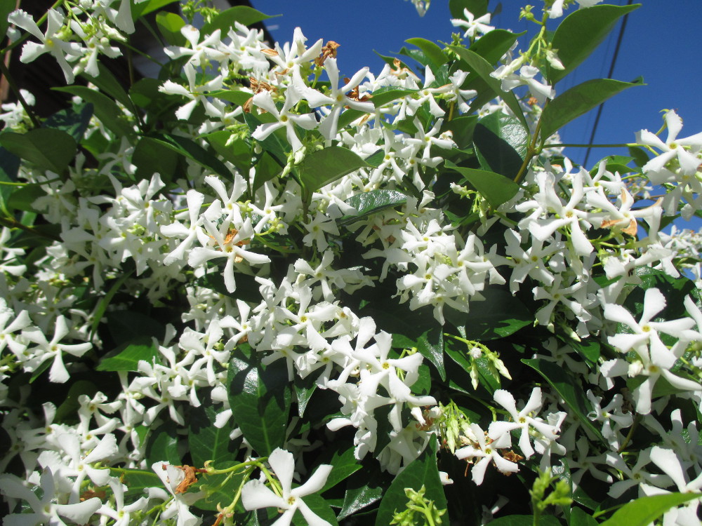 Image of Trachelospermum jasminoides specimen.