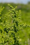 Rumex confertus. Верхушка растения с соцветиями. Татарстан, Нижнекамский р-н, окр. дер. Благодатная, лесостепной участок с чередованием степи и перелесков с преобладанием дуба, открытый участок. 29 мая 2016 г.