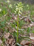 Dactylorhiza romana